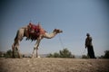 Camel and a man Royalty Free Stock Photo