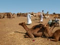 Camel market in the desert of south egypt