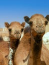 Camel market in the desert of south egypt