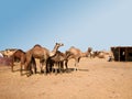 Camel market in the desert of south egypt