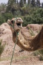 Camel in Marrakesch, Morocco Royalty Free Stock Photo