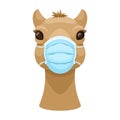 Camel in a medical mask front view. Vector illustration on the theme of camel flu and coronavirus.