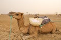 Camel. Merzouga Morocco