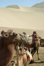 Camel in Mingsha Shan, Dunhuang Royalty Free Stock Photo