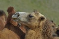 Camel, Mongolia