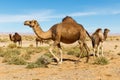 Camel in the desert in Morocco Royalty Free Stock Photo