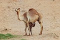 Camel mother and baby newborn calf in desert. Main Focus on baby camel.