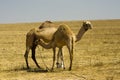 Camel mother breastfeeding Royalty Free Stock Photo