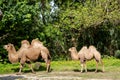 Camel mother and calve wildlife photography