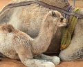 A camel mother and her baby