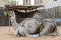 A camel mother and her baby