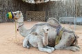 A camel mother and her baby