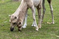Camel mother with her foal - a mess of head and legs