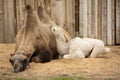 Camel mother wit baby