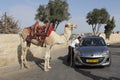 Camel on the Mount of Olives in Jerusalem