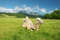 Camel in mountain meadow