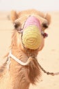 A camel with a mouth cover in a bedouin settlement in the Dubai desert - UAE