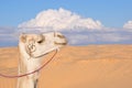 Camel muzzle against the background of the desert and the cloudy sky