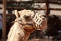 Camel with muzzle