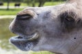 Bactrian Camel Muzzle