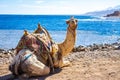 Camel muzzle close up image. Portrait of Camel