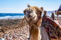 Camel muzzle close up image. Portrait of Camel