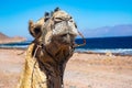 Camel muzzle close up image. Portrait of Camel