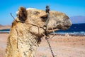 Camel muzzle close up image. Portrait of Camel