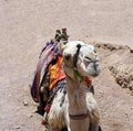 Camel - muzzle close up, Sinai, Egypt. Royalty Free Stock Photo