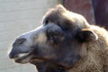 Portrait of a camel in profile
