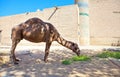 Camel near ancient city wall. Uzbekistan. Khiva