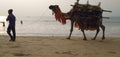 A camel near puri Sea beach