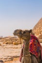 Camel next to pyramid in Giza, Cairo Royalty Free Stock Photo