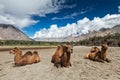 Camel in Nubra valley, Ladakh Royalty Free Stock Photo
