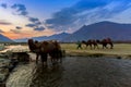 Camel in Nubra Valley, Ladakh, India