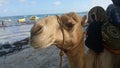 Camel on the beach