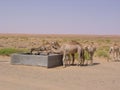 Camel in Oman desert