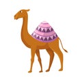 Camel with one hump and dromedary. Desert animal walking with decorative ethnic ornament saddle, side view. Cartoon Royalty Free Stock Photo