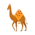 Camel with one hump and dromedary. Desert animal walking with decorative ethnic ornament saddle, side view. Cartoon Royalty Free Stock Photo