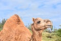 Camel with One Large Hump in the Desert
