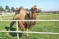 Camel owners leave their animals roam more less free . Pretty harmless and a nice tourist attraction . Camels graze