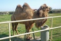 Camel owners leave their animals roam more less free . Pretty harmless and a nice tourist attraction . Camels graze