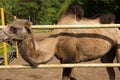 camel in a paddock on a farm. wild animal locked up,