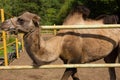 camel in a paddock on a farm. wild animal locked up,