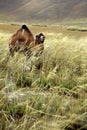 Camel in pasturage Royalty Free Stock Photo