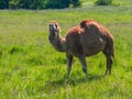 Camel in Pasture Facing Camera Royalty Free Stock Photo