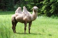 Camel on pasture Royalty Free Stock Photo