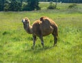 Camel in Pasture in Profile Royalty Free Stock Photo