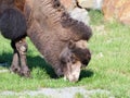 Camel on pasture side portrait Royalty Free Stock Photo