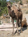 Camel patiently waits